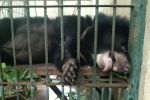 Pracownik wrocławskiego zoo zamknie się w klatce dla niedźwiedzi, ZOO Wrocław