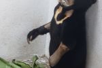 Pracownik wrocławskiego zoo zamknie się w klatce dla niedźwiedzi, ZOO Wrocław