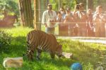 Ambasador Indonezji odwiedziła zoo. Z prezydentem Sutrykiem nadali imię tygrysicy sumatrzańskiej [ZDJĘCIA], Wrocławskie zoo