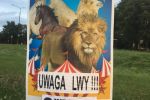 Do Wrocławia znów przyjeżdża cyrk. Protest obrońców zwierząt i interwencja miasta, Ewa Domańska