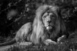 Zmarł Miombo, lew z wrocławskiego zoo. „Był piękny i majestatyczny”, Materiały prasowe/wrocławskie zoo
