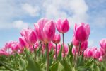 Posadzą tulipany pod DCO, pixabay.com
