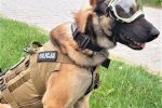Policyjny pies odnalazł zaginioną 88-latkę [ZDJĘCIA], Policja wrocławska