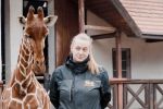 Narodziny we wrocławskim zoo. Mała żyrafa otrzymała imię Inuki [ZDJĘCIA], ZOO Wrocław