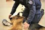 Wrocław: Policjanci przeszkoleni z udzielania pierwszej pomocy psom, KMP we Wrocławiu