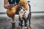 Przysmaki dla kota. Czy kocie smakołyki mogą być zdrowe?, 