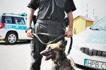 Policyjny pies Mig odnalazł zagubionego seniora, KMP we Wrocławiu