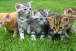 Policjanci uratowali cztery małe kotki. Ktoś je porzucił [ZDJĘCIA], pixabay.com