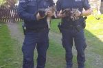 Policjanci uratowali cztery małe kotki. Ktoś je porzucił [ZDJĘCIA], Policja