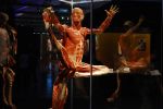 Anatomiczna Wystawa BODY WORLDS – VITAL we Wrocławiu już otwarta!, 