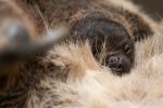 Konkurs na imię dla małego leniwca z wrocławskiego zoo [ZDJĘCIA], Zoo Wrocław