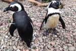 Homoseksualna para pingwinów adoptowała w zoo różowego flaminga [ZDJĘCIA], ZOO Wrocław