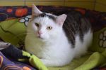 Smutne historie kotów z wrocławskiego schroniska, Schronisko dla Bezdomnych Zwierząt we Wrocławiu