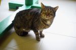 Smutne historie kotów z wrocławskiego schroniska, Schronisko dla Bezdomnych Zwierząt we Wrocławiu