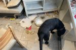 Wrocław: Policja znalazła w mieszkaniu na Jagodnie cztery skrajnie zaniedbane psy. Piąty już nie żył, KMP Wrocław