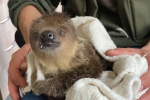Zoo Wrocław: najmłodszy leniwiec zajada już stały pokarm [FILM TAK SŁODKI, ŻE AŻ], Zoo Wrocław