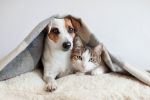 Ruszyła bezpłatna sterylizacja psów i kotów we Wrocławiu, pixabay