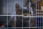 Wrocław: Koty z Ukrainy do adopcji. Czekają na nowy dom [ZDJĘCIA], Ekostraż
