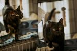 Wrocław: Koty z Ukrainy do adopcji. Czekają na nowy dom [ZDJĘCIA], Ekostraż