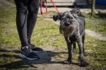Wrocław: Psy z Ukrainy do adopcji. Czekają na nowy dom [ZDJĘCIA], Ekostraż