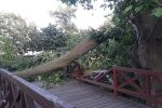 Potężne drzewo runęło na kładkę w centrum Wrocławia. Miasto: Może być jeszcze gorzej, Zarząd Zieleni Miejskiej