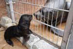 Zoo Wrocław: Słodki maluch coraz częściej pokazuje się publiczności, Zoo Wrocław