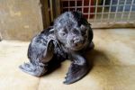 Zoo Wrocław: Słodki maluch coraz częściej pokazuje się publiczności, Zoo Wrocław