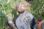 302 krzaki ukryte na bagnach. Duża plantacja marihuany zlikwidowana, Policja Dolnośląska