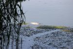 Tak wygląda jezioro Bajkał pod Wrocławiem. Tu już nie ma żywych ryb, Jakub Jurek