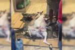 Martwa koza znaleziona w barze. Chcieli zrobić z niej kebab?, Oława24