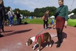 Wystawa psów na Stadionie Olimpijskim. Psie piękności z całego świata! [ZDJĘCIA], k