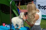 Wystawa psów na Stadionie Olimpijskim. Psie piękności z całego świata! [ZDJĘCIA], k