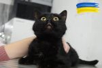 Koty uratowane na Ukrainie przyjechały do Wrocławia. Będą do adopcji [ZDJĘCIA], Ekostraż