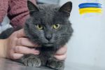 Koty uratowane na Ukrainie przyjechały do Wrocławia. Będą do adopcji [ZDJĘCIA], Ekostraż