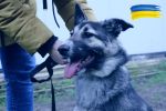 Wrocław: Ekostraż ocaliła kolejne zwierzęta na Ukrainie i teraz je leczy [ZDJĘCIA], Ekostraż
