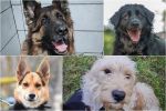 Wrocław: te psy szukają kochającego domu, Ekostraż