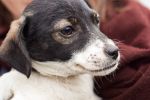 Wrocław: Psy do adopcji. Wolontariusze uratowali je na Ukrainie [ZDJĘCIA], Ekostraż