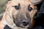 Wrocław: Psy do adopcji. Wolontariusze uratowali je na Ukrainie [ZDJĘCIA], Ekostraż