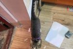 Wrocław: Właściciele przywiązali kotkę do rury. Nie mogła się nawet napić, Ekostraż