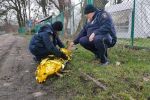 Wrocław: Strażnicy miejscy uratowali potrąconą przez samochód sarnę, Straż Miejska Wrocławia
