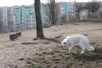 Wybiegi i psie parki we Wrocławiu - dobre miejsca na spacer z psem we Wrocławiu, Klaudia Kłodnicka