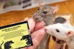 Wrocław chce przyjaźni ze szczurami. Wyznaczono pierwsze osiedle, Adobe Stock
