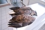 Martwe orły bieliki znalezione w lesie pod Wrocławiem. Zostały otrute, Tomasz Lewandowski UPWr