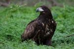 Martwe orły bieliki znalezione w lesie pod Wrocławiem. Zostały otrute, pixabay.com