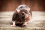 Wrocław wprowadził oficjalną strefę zagrożoną szczurami, Adobe Stock