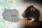 Wrocław wprowadził oficjalną strefę zagrożoną szczurami, 