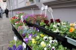 Kwiaty na balkon i do ogrodu. Centra ogrodnicze z Wrocławia zdradzają trendy, Klaudia Kłodnicka