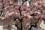 Wrocław: Tak pięknie kwitną magnolie przy ul. Podwale. Idealne miejsce na fotograficzną sesję, Renata Kusztan