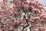 Wrocław: Tak pięknie kwitną magnolie przy ul. Podwale. Idealne miejsce na fotograficzną sesję, Renata Kusztan