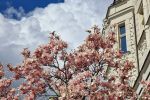 Wrocław: Tak pięknie kwitną magnolie przy ul. Podwale. Idealne miejsce na fotograficzną sesję, r